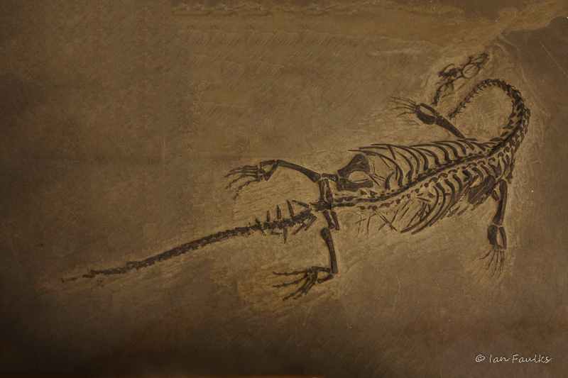 Keicheosaurus in slate.jpg