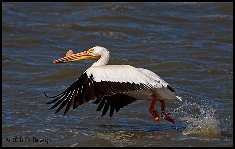 American White Pelican