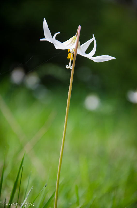 lone lily