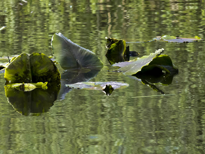 Green Reflections