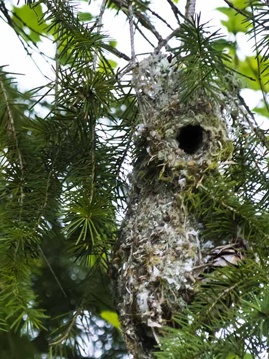 What Bird Built This Nest?