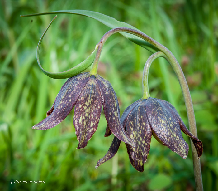 Double Chocolate ..... Lily