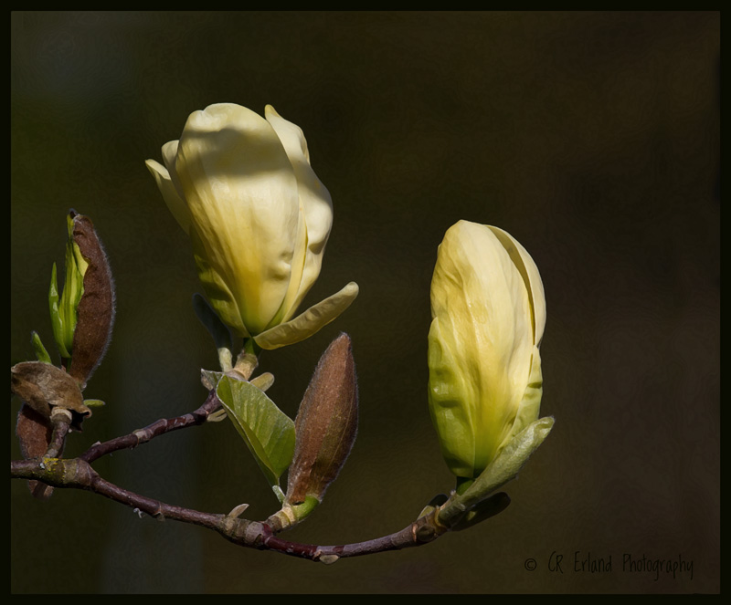 Yellow Flowering Magnolia #1