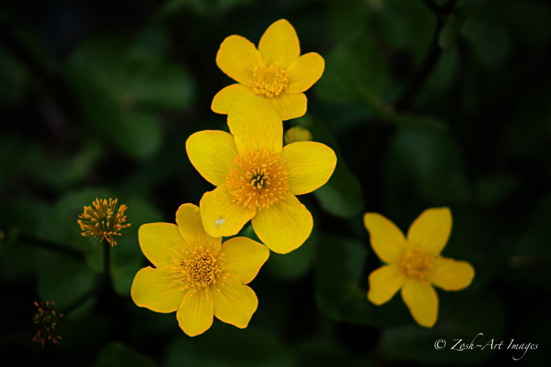 Marsh Marigold