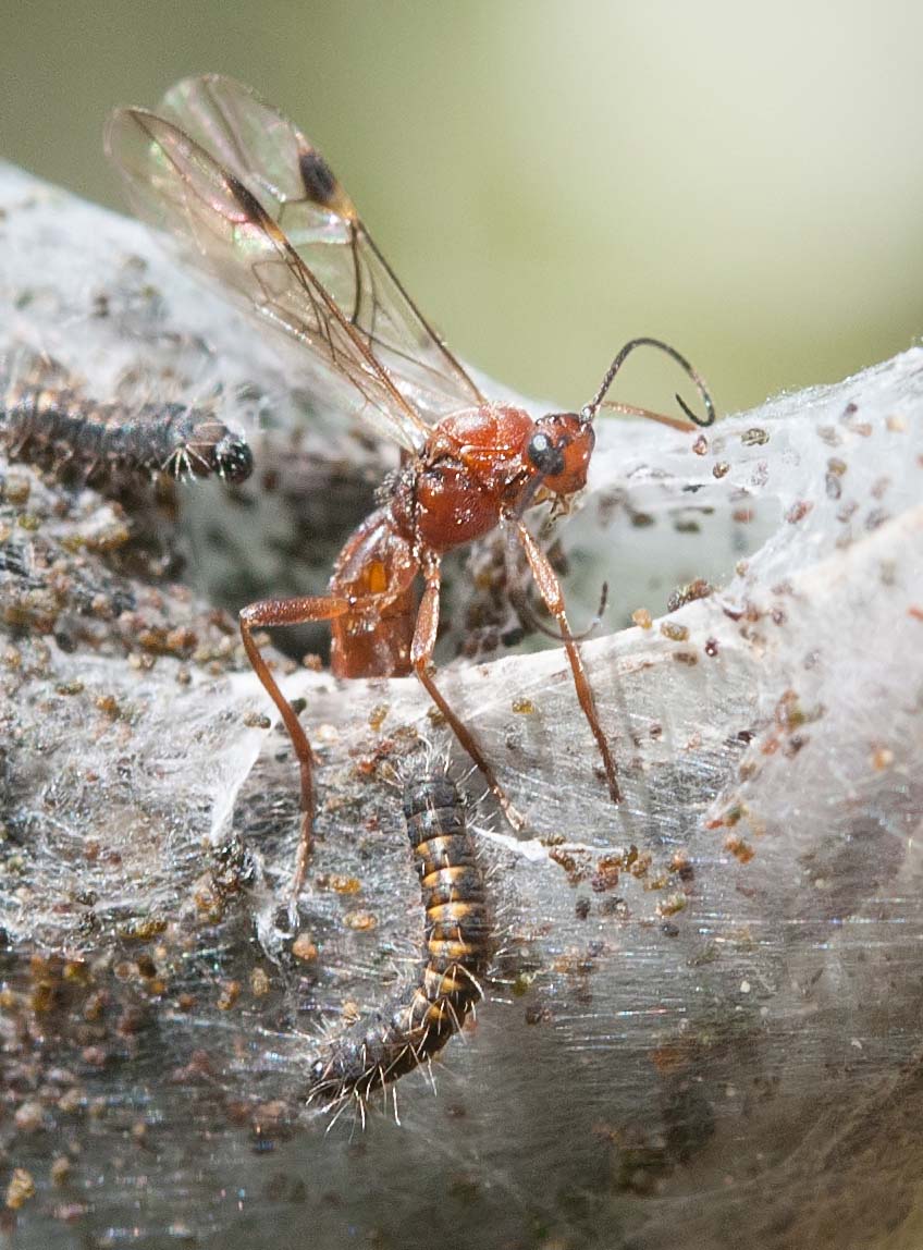Wasplike insect lays eggs in tent caterpillar web.jpg