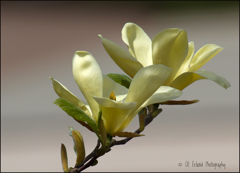 Yellow Flowering Magnolia #2