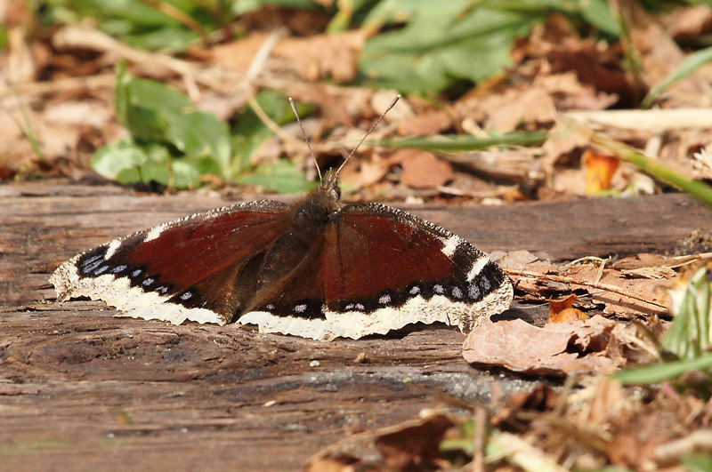 Mourning-Cloak-resting-on-Railway