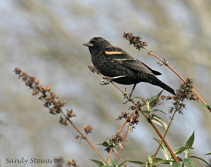 HIGH PERCH