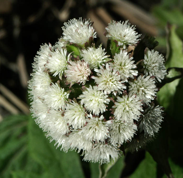 Unknown Flower