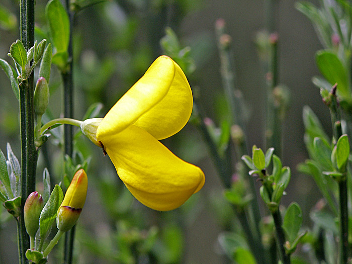 Scotch Broom