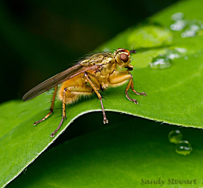 LITTLE GOLDEN FLY