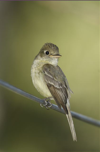 Flycatcher?