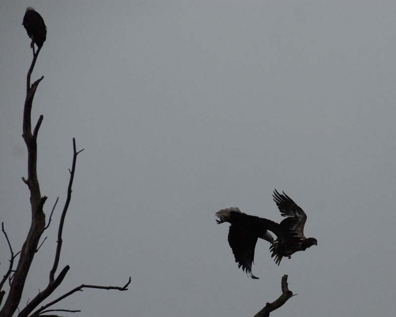 Eagles Fighting