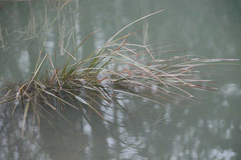 Watery Grass