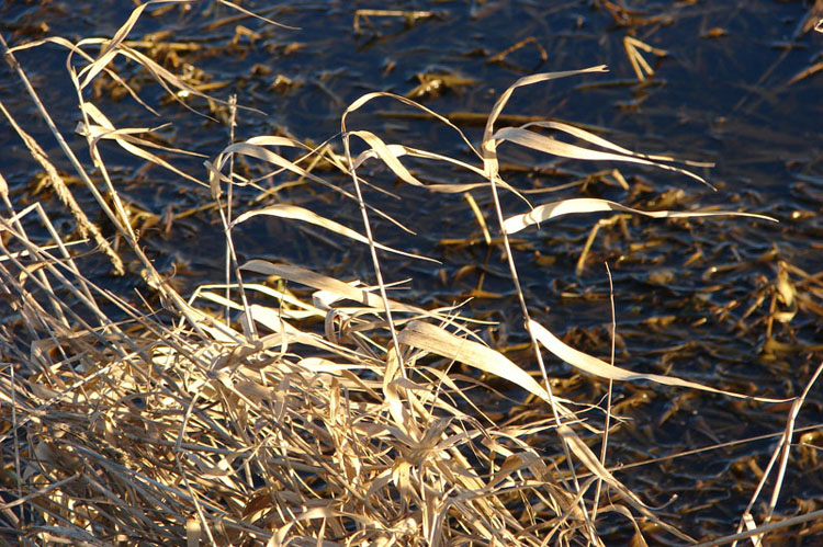 Blowing in the wind