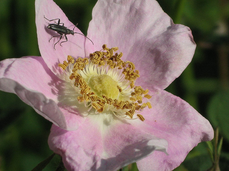  Wild rose with bug