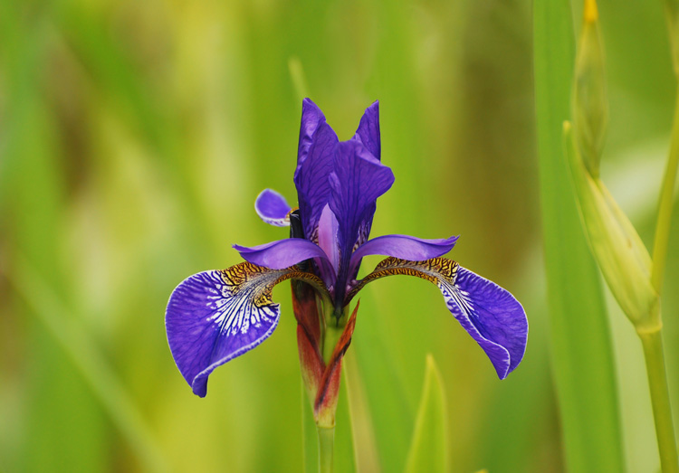 Variegated water iris