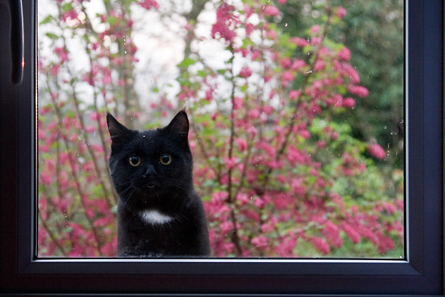 Let me in !