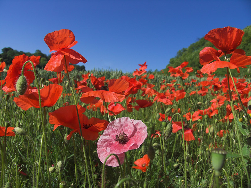 28 June... Summer poppies