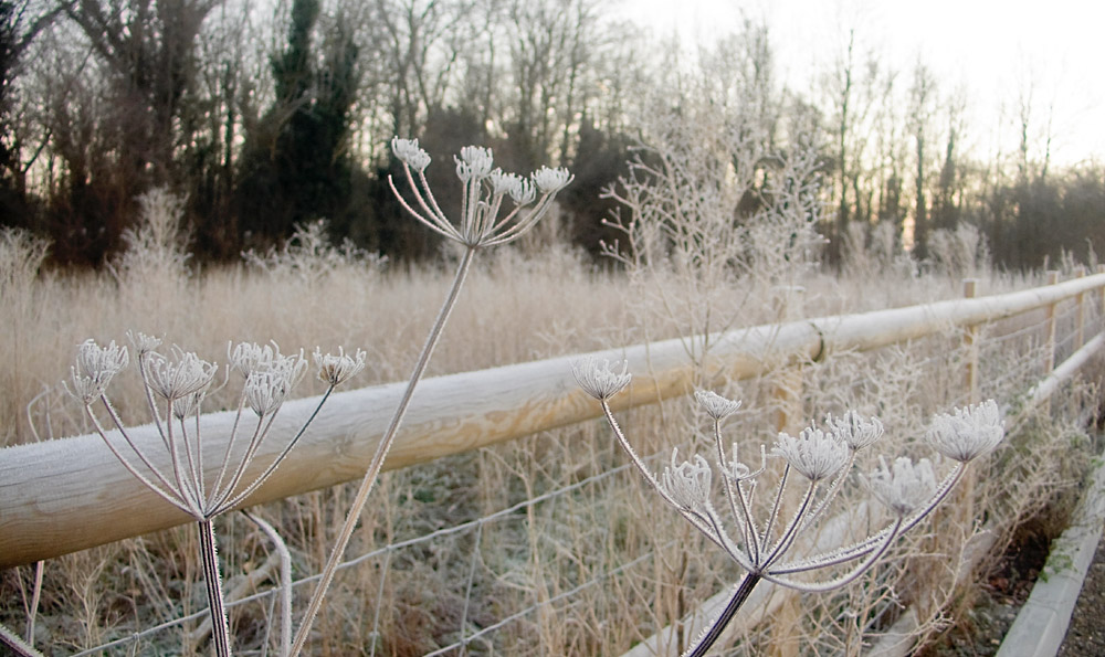 Frosty morning 2