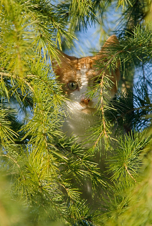 Remy in the tree