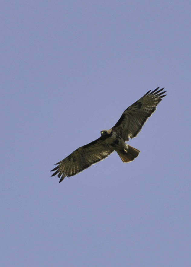 Redtail Hawk