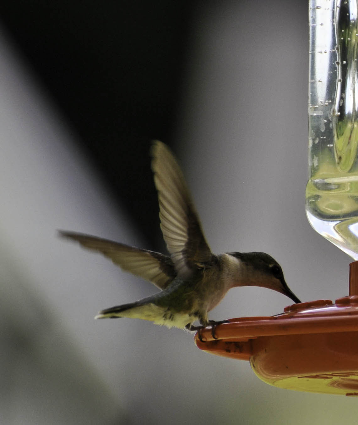 Female Hummingbird