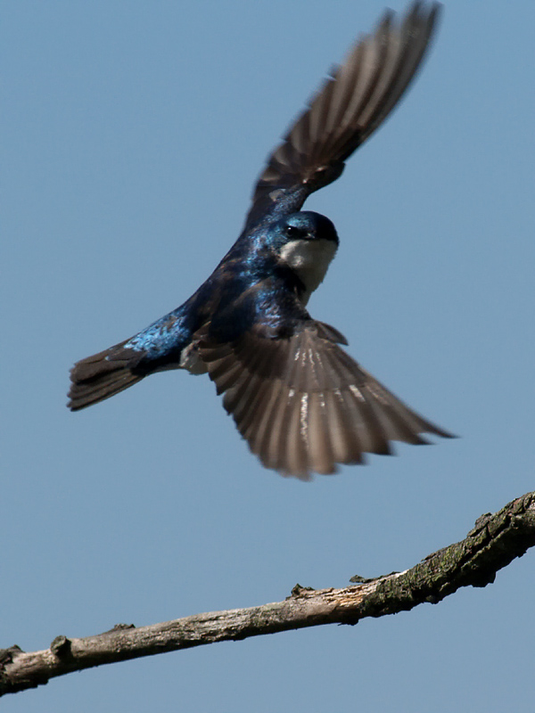 wTree Swallows11.jpg