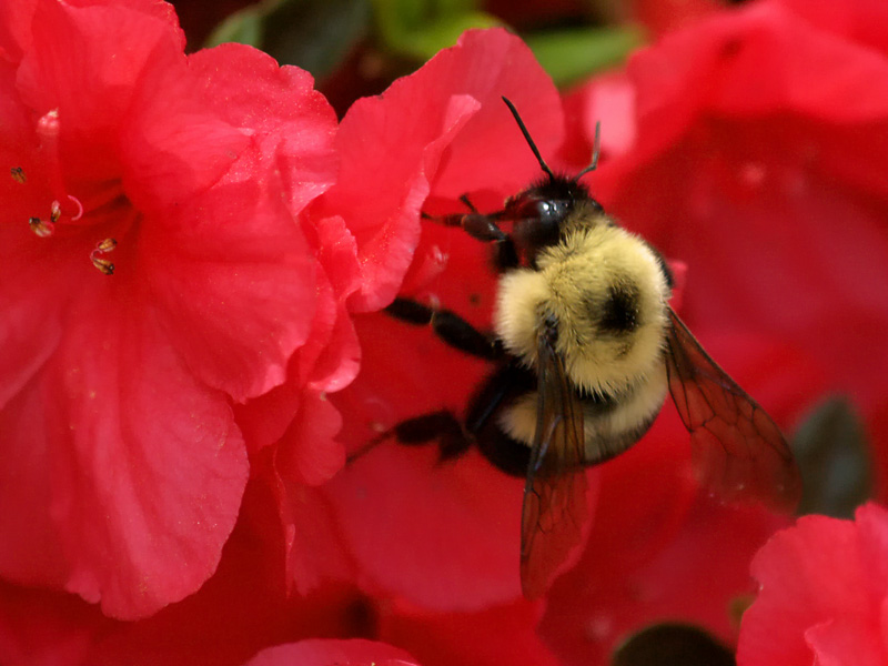Bumble Bee  Azalea1