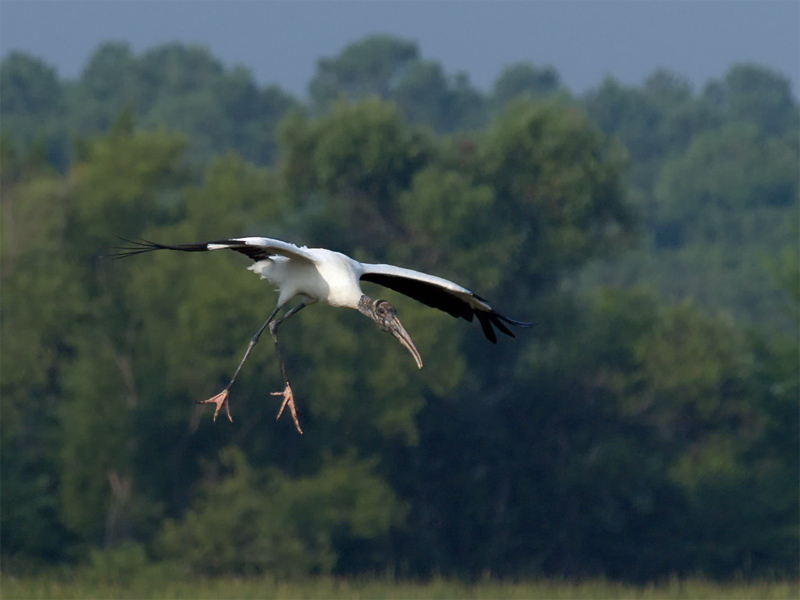 wWood Stork in Flight.jpg