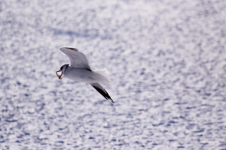 Seagull 2 5D PICT0023.jpg