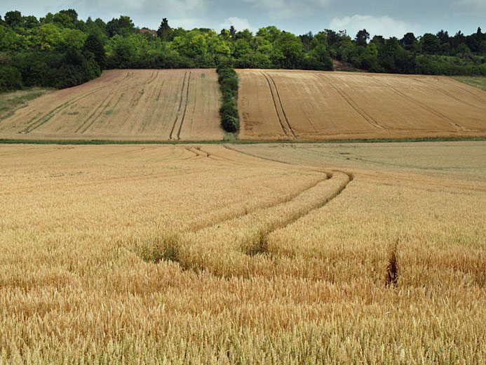 Sc3419.JPG