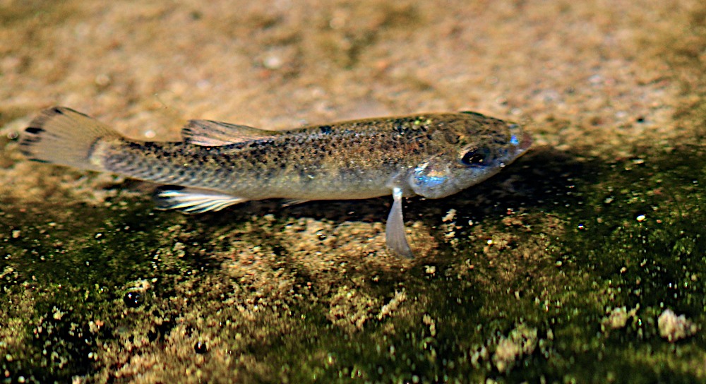 Death Valley Pupfish