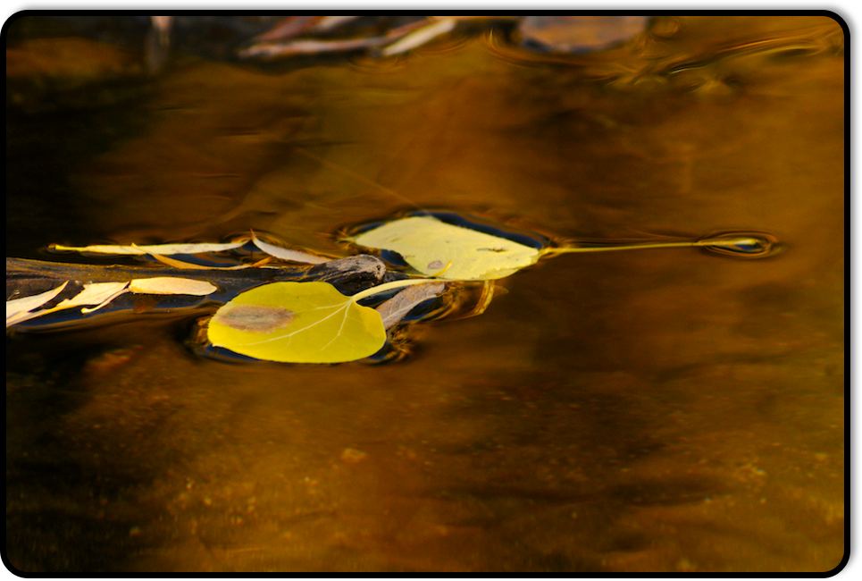 Leaves in Repose
