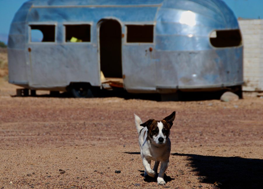 Dog and Airstream Trailer, Newberry Springs, California