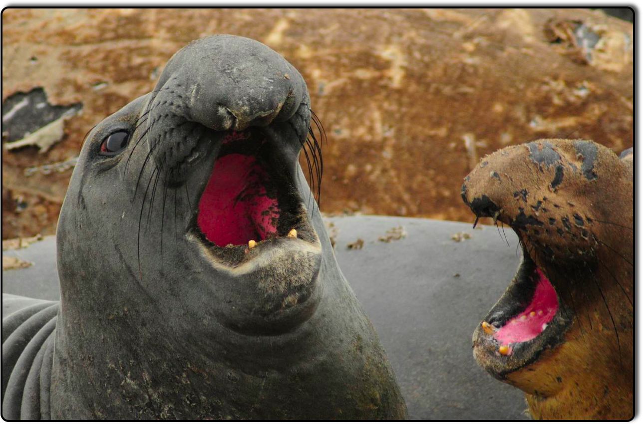 Mock Battle of Elephant Seals