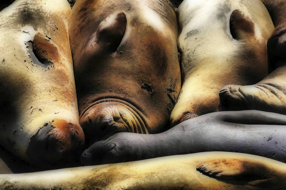 Sleeping Elephant Seals, San Simeon