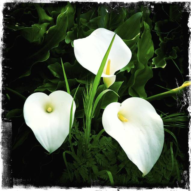 Central Coast Calla Lillies