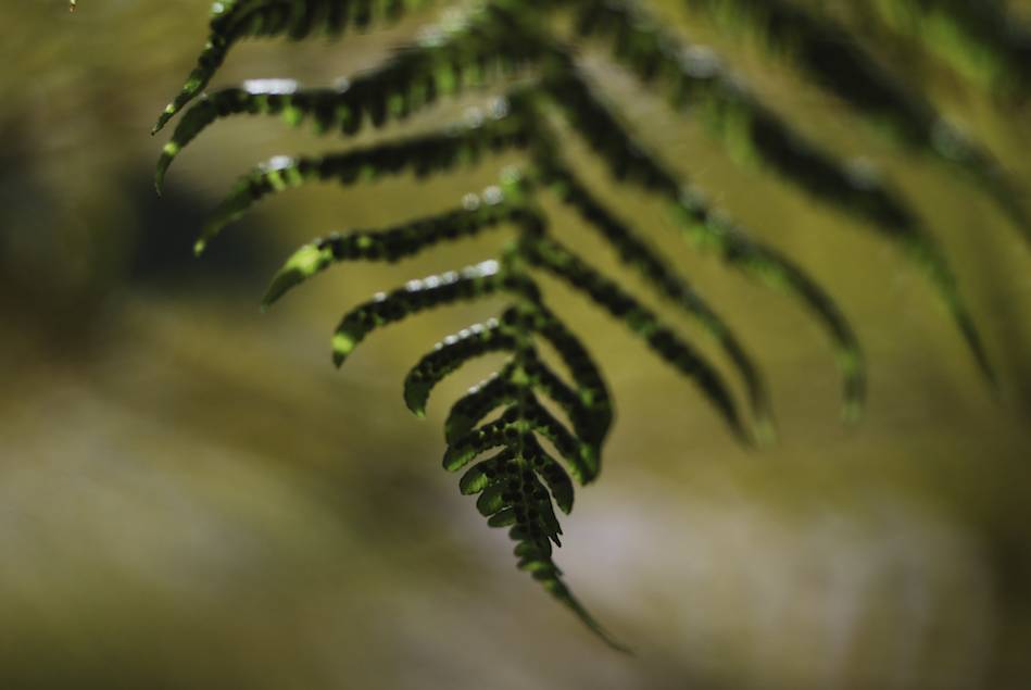 Fern, San Luis Obispo Mission