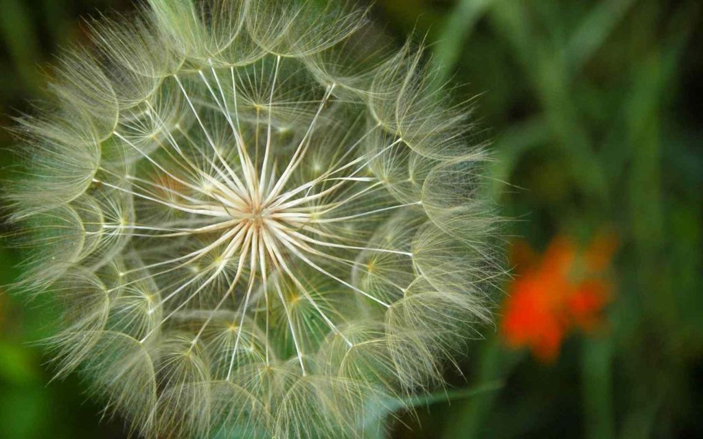 Dandilion and Indian Painbrush