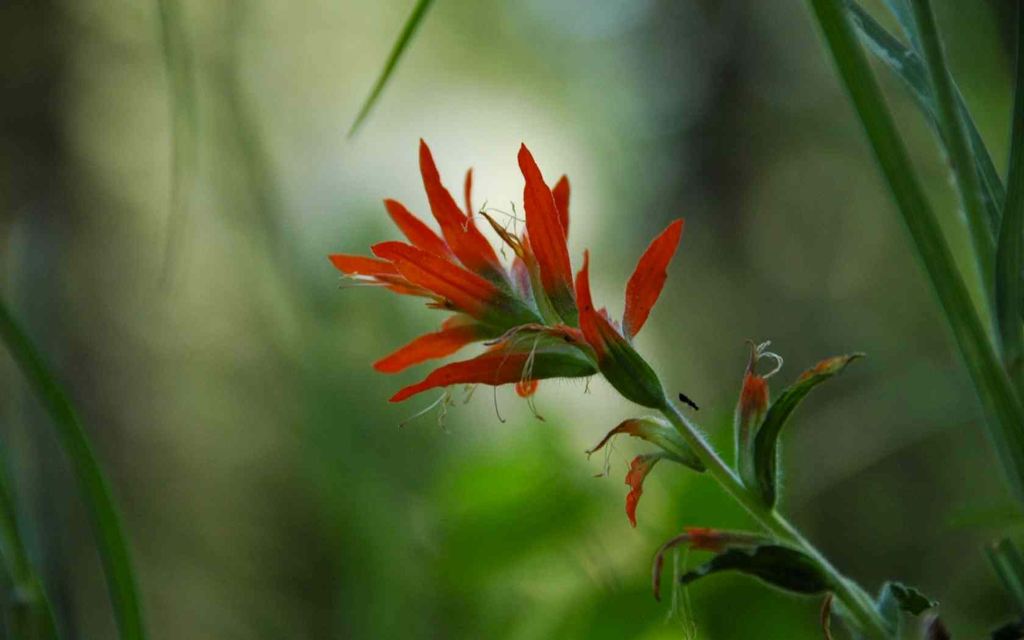 Indian Paint Brush Against a Dandilion Backdrop