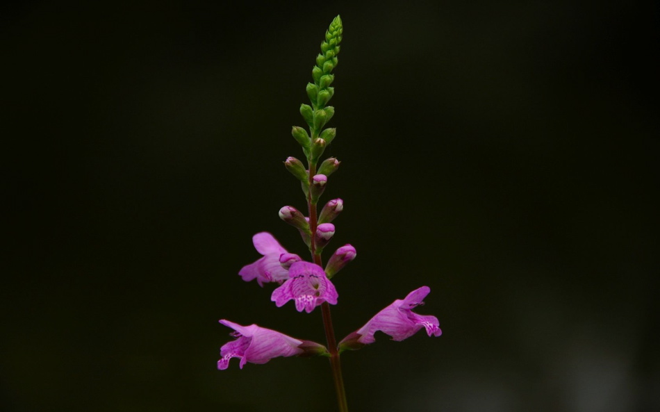 Flower at Brookgreen Gardens