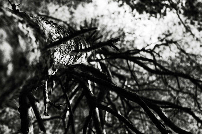 w_DSC2072bw.jpg