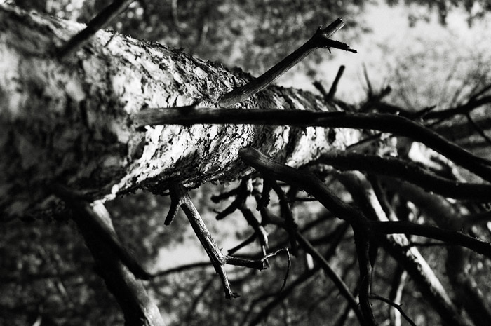 w_DSC2075bw.jpg