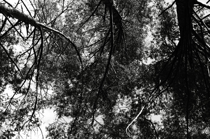 w_DSC2078bw.jpg