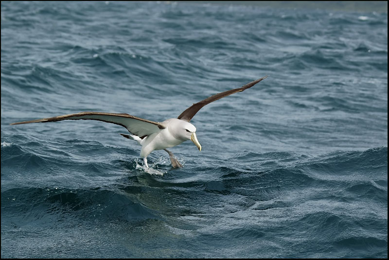 Albatros de Salvin - Shy Albatross