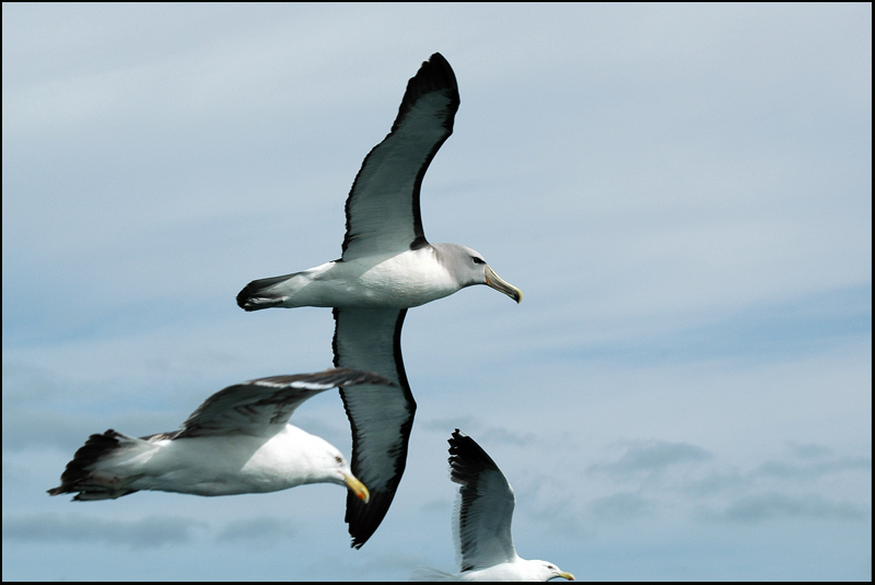 Albatros de Salvin - Shy Albatross + Goéland dominicain - Kelp Gull