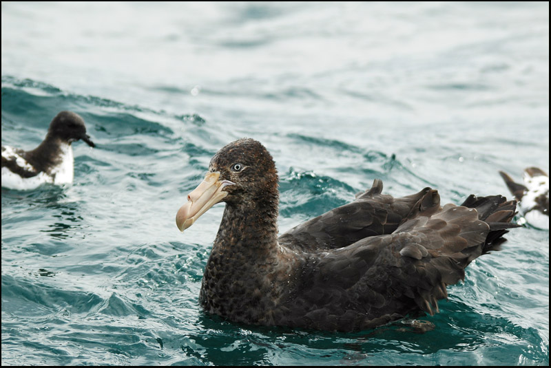 Ptrel gant - Northern Giant-Petrel