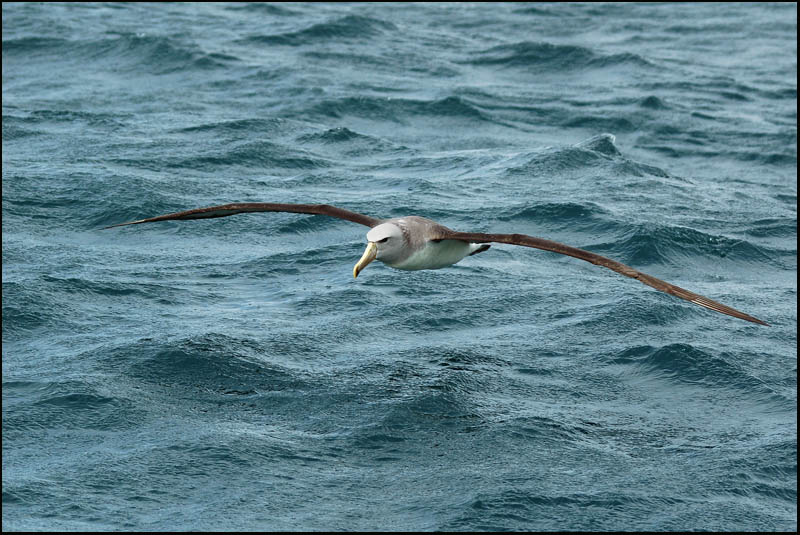 Albatros de Salvin - Shy Albatross