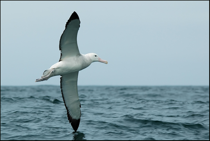 Albatros hurleur - Wandering Albatross